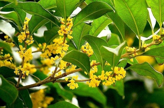 প্রাকৃতিক জৈব পাতার চা Osmanthus কালো চা জন্য স্বাস্থ্যকর প্রতিস্থাপন